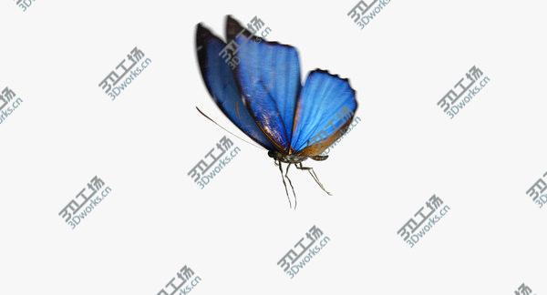 images/goods_img/20210312/3D Blue Morpho Butterfly model/3.jpg
